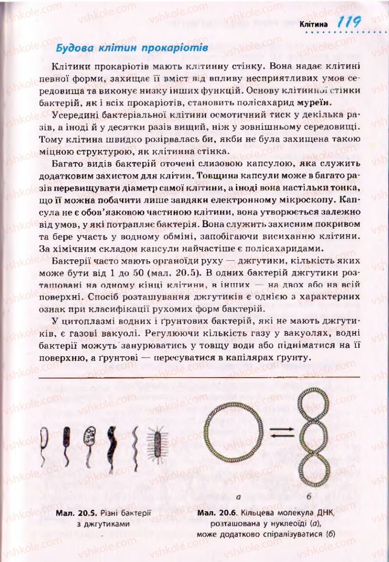 Страница 119 | Підручник Біологія 10 клас О.В. Тагліна 2010 Академічний рівень