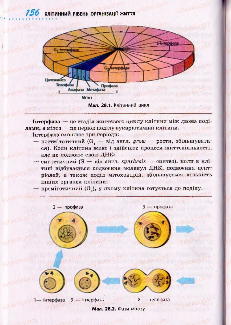 Страница 156 | Підручник Біологія 10 клас О.В. Тагліна 2010 Академічний рівень