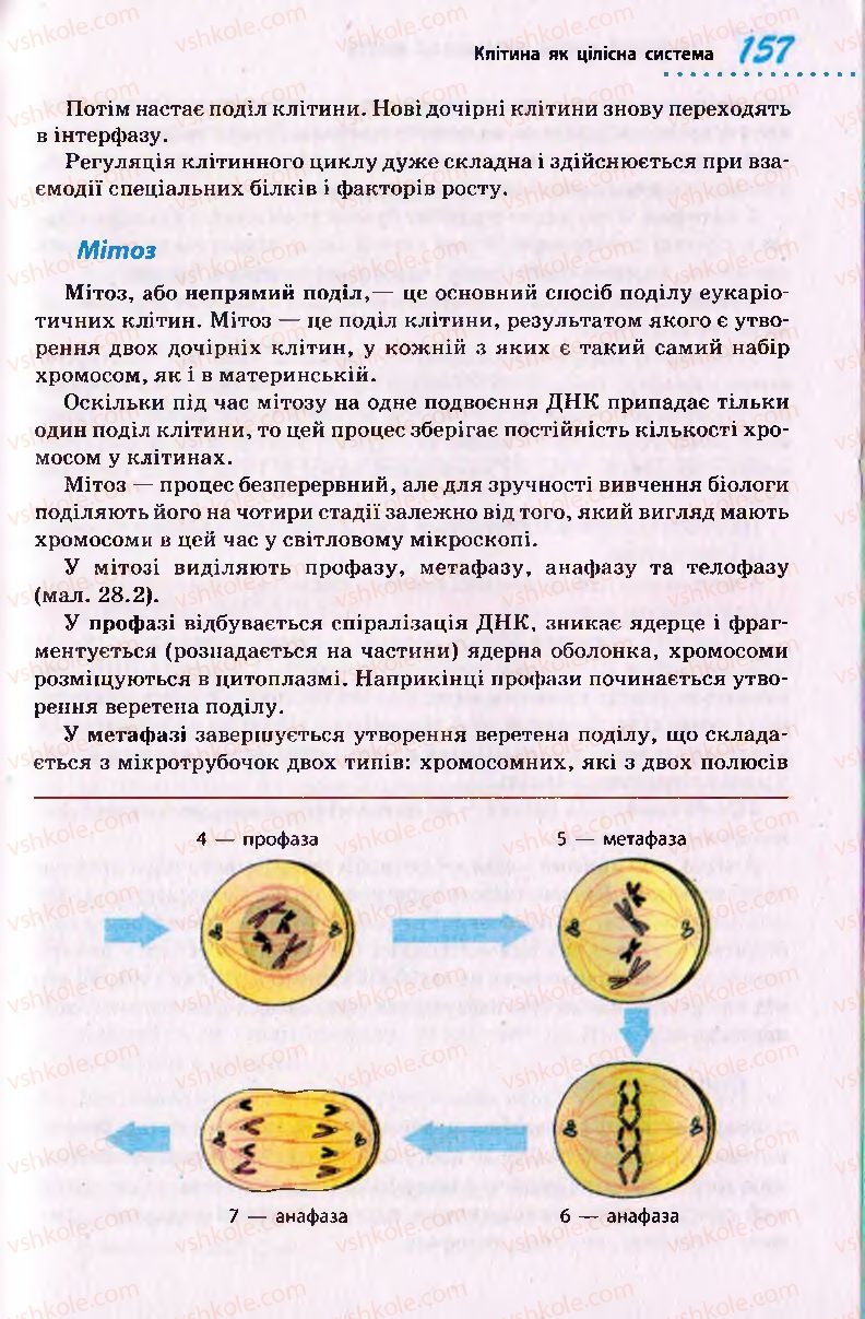 Страница 157 | Підручник Біологія 10 клас О.В. Тагліна 2010 Академічний рівень