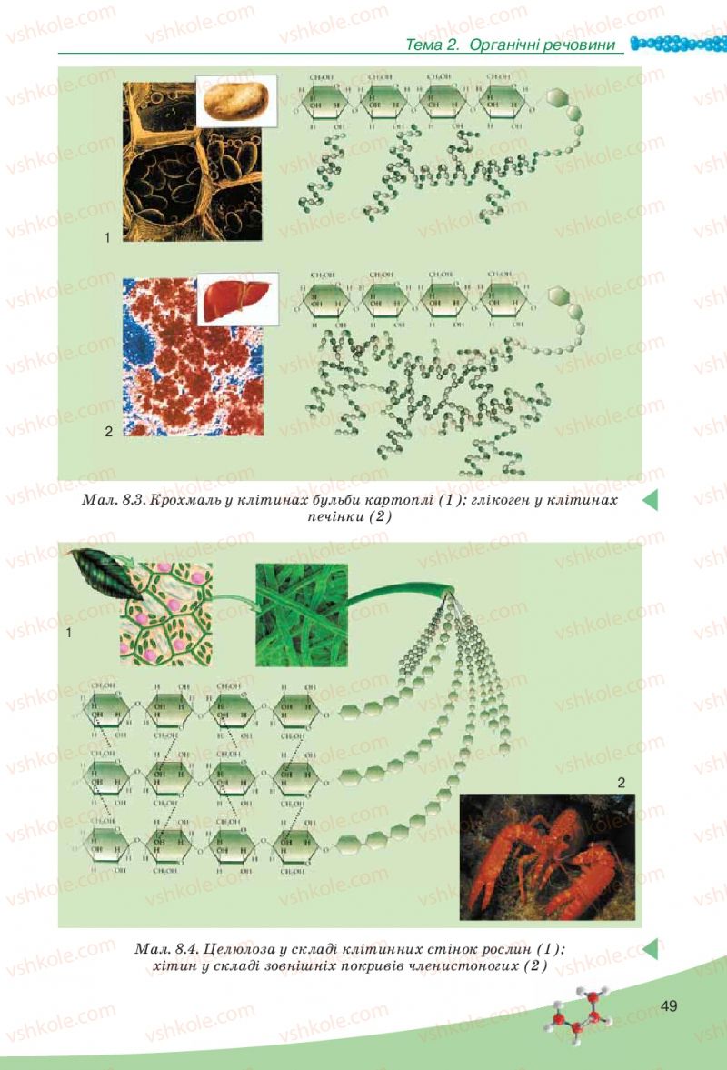 Страница 49 | Підручник Біологія 10 клас П.Г. Балан, Ю.Г. Вервес, В.П. Поліщук 2010 Академічний рівень