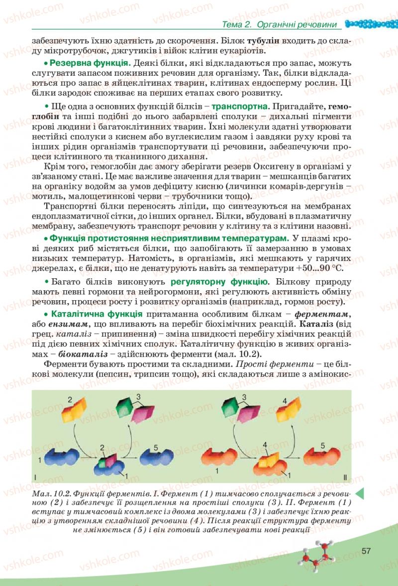 Страница 57 | Підручник Біологія 10 клас П.Г. Балан, Ю.Г. Вервес, В.П. Поліщук 2010 Академічний рівень