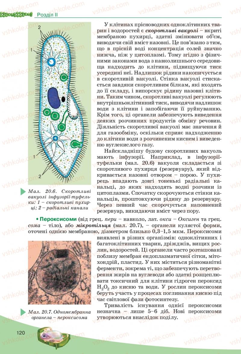 Страница 120 | Підручник Біологія 10 клас П.Г. Балан, Ю.Г. Вервес, В.П. Поліщук 2010 Академічний рівень