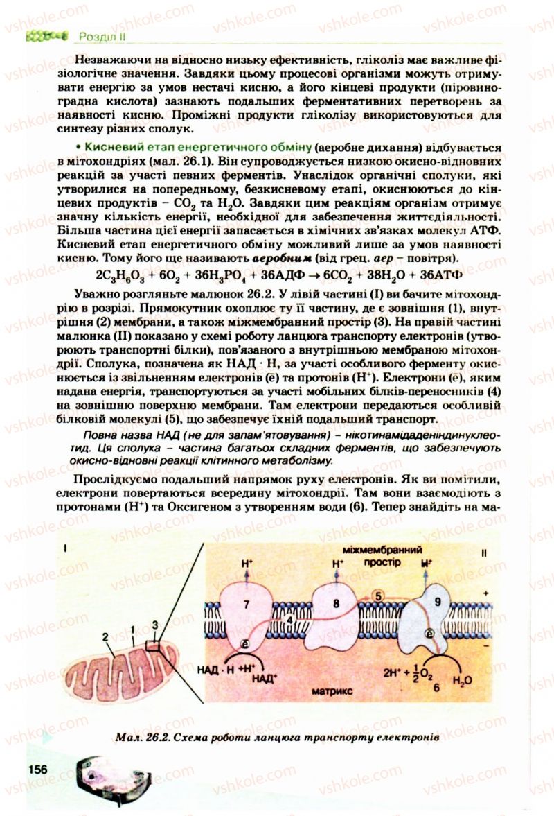 Страница 156 | Підручник Біологія 10 клас П.Г. Балан, Ю.Г. Вервес, В.П. Поліщук 2010 Академічний рівень