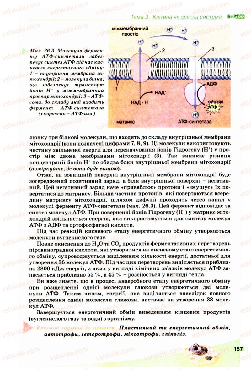 Страница 157 | Підручник Біологія 10 клас П.Г. Балан, Ю.Г. Вервес, В.П. Поліщук 2010 Академічний рівень