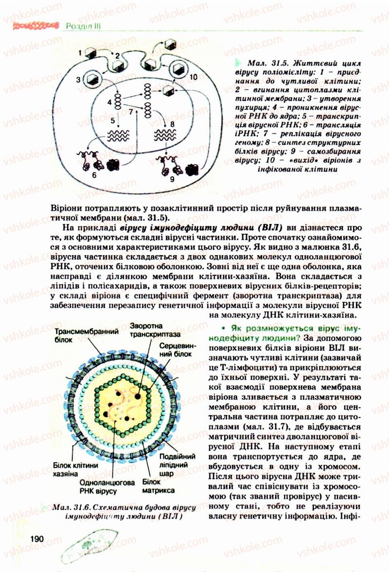 Страница 190 | Підручник Біологія 10 клас П.Г. Балан, Ю.Г. Вервес, В.П. Поліщук 2010 Академічний рівень