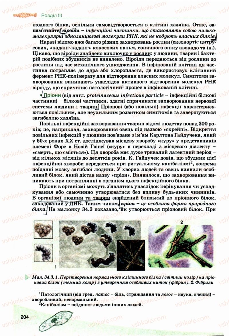 Страница 204 | Підручник Біологія 10 клас П.Г. Балан, Ю.Г. Вервес, В.П. Поліщук 2010 Академічний рівень