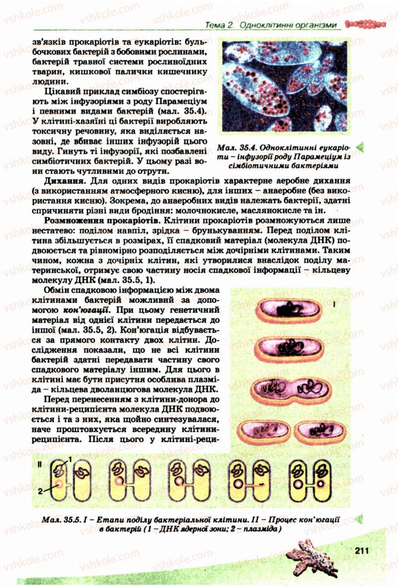 Страница 211 | Підручник Біологія 10 клас П.Г. Балан, Ю.Г. Вервес, В.П. Поліщук 2010 Академічний рівень