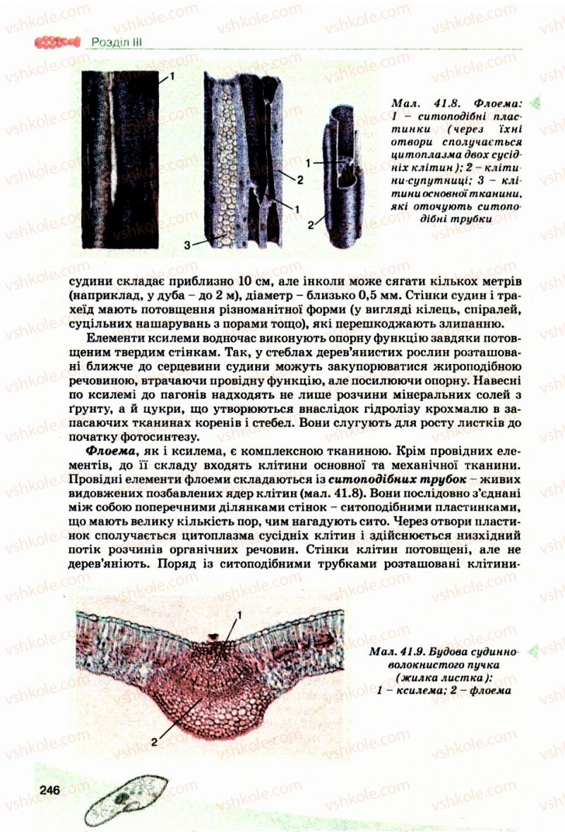 Страница 246 | Підручник Біологія 10 клас П.Г. Балан, Ю.Г. Вервес, В.П. Поліщук 2010 Академічний рівень