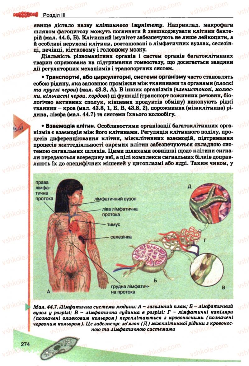 Страница 274 | Підручник Біологія 10 клас П.Г. Балан, Ю.Г. Вервес, В.П. Поліщук 2010 Академічний рівень