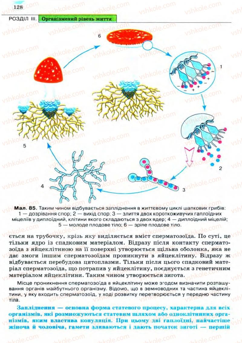 Страница 128 | Підручник Біологія 11 клас С.В. Межжерін, Я.О. Межжеріна 2011 Академічний рівень
