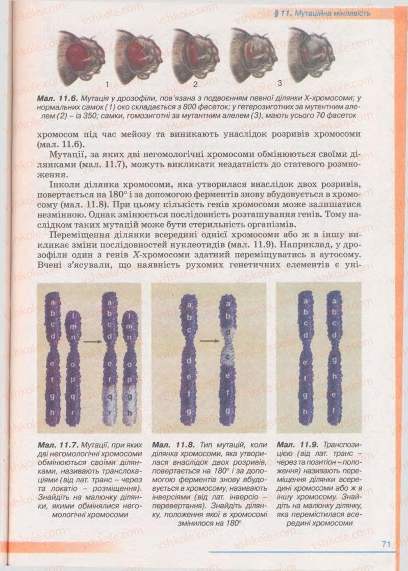 Страница 71 | Підручник Біологія 11 клас П.Г. Балан, Ю.Г. Вервес 2011 Академічний рівень