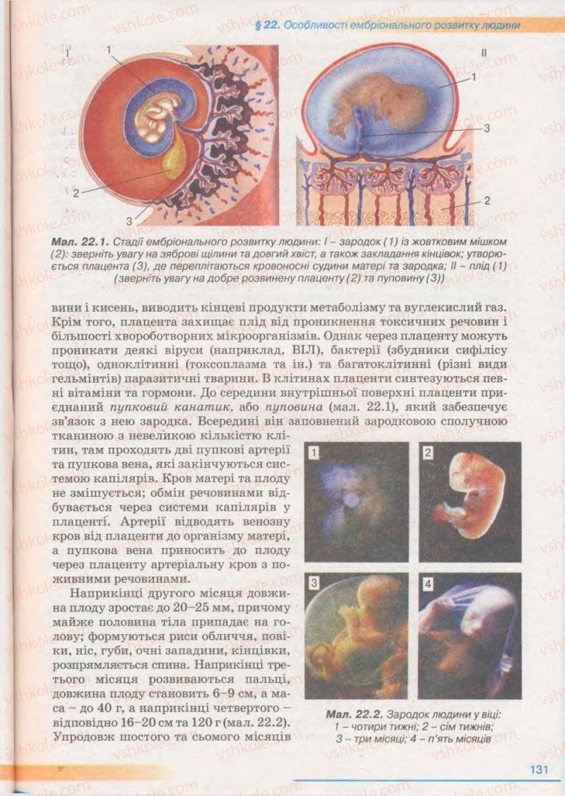 Страница 131 | Підручник Біологія 11 клас П.Г. Балан, Ю.Г. Вервес 2011 Академічний рівень