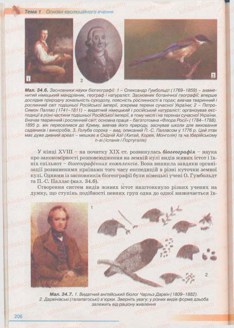 Страница 206 | Підручник Біологія 11 клас П.Г. Балан, Ю.Г. Вервес 2011 Академічний рівень