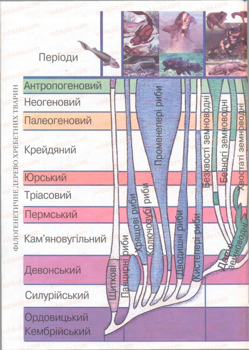 Страница 306 | Підручник Біологія 11 клас П.Г. Балан, Ю.Г. Вервес 2011 Академічний рівень