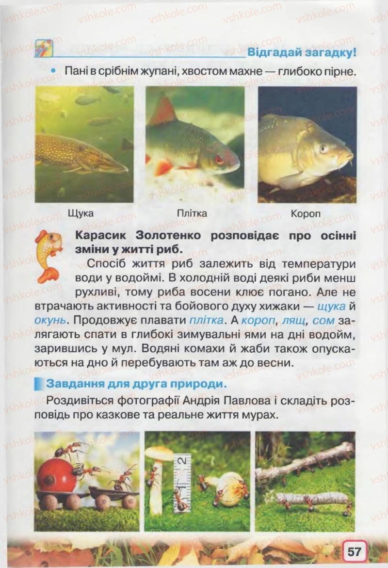Страница 57 | Підручник Природознавство 2 клас І.В. Грущинська 2012