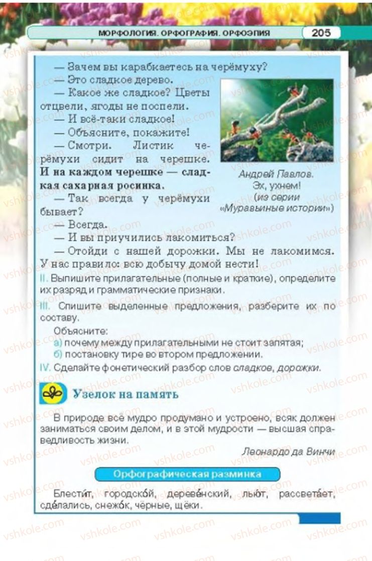 Страница 205 | Підручник Русский язык 6 клас Л.В. Давидюк 2014