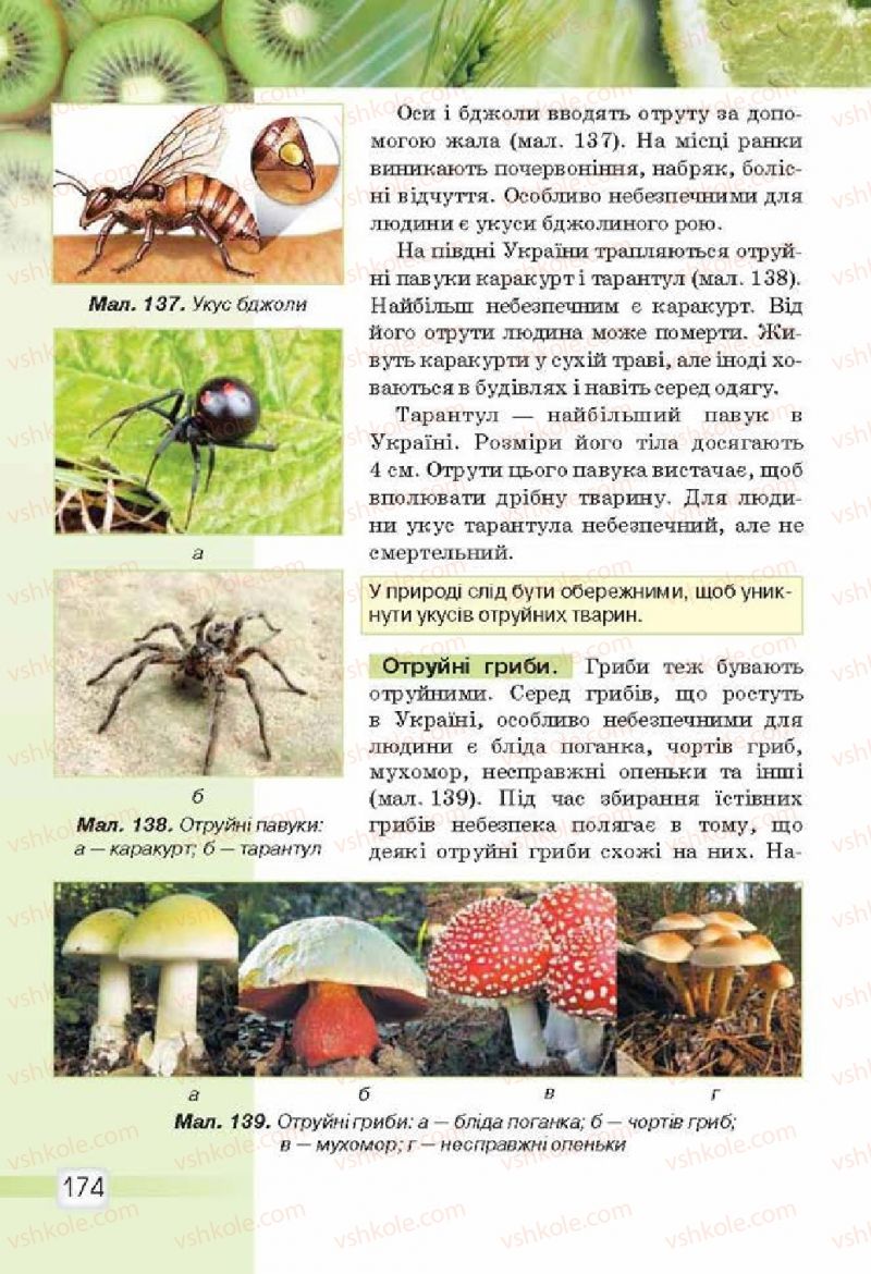 Страница 174 | Підручник Природознавство 5 клас О.Г. Ярошенко, В.М. Бойко 2013