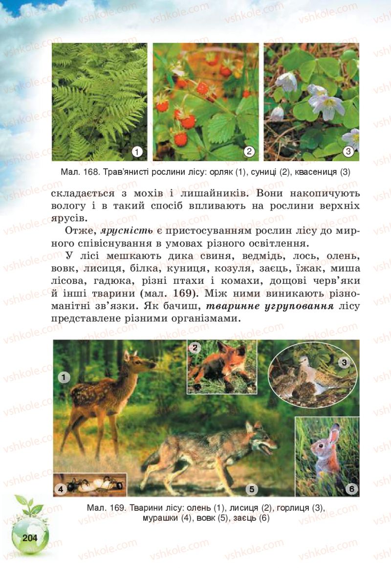 Страница 204 | Підручник Природознавство 5 клас Т.В. Коршевнюк, В.І. Баштовий 2013