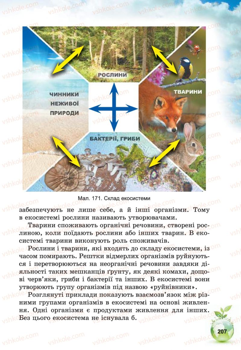Страница 207 | Підручник Природознавство 5 клас Т.В. Коршевнюк, В.І. Баштовий 2013