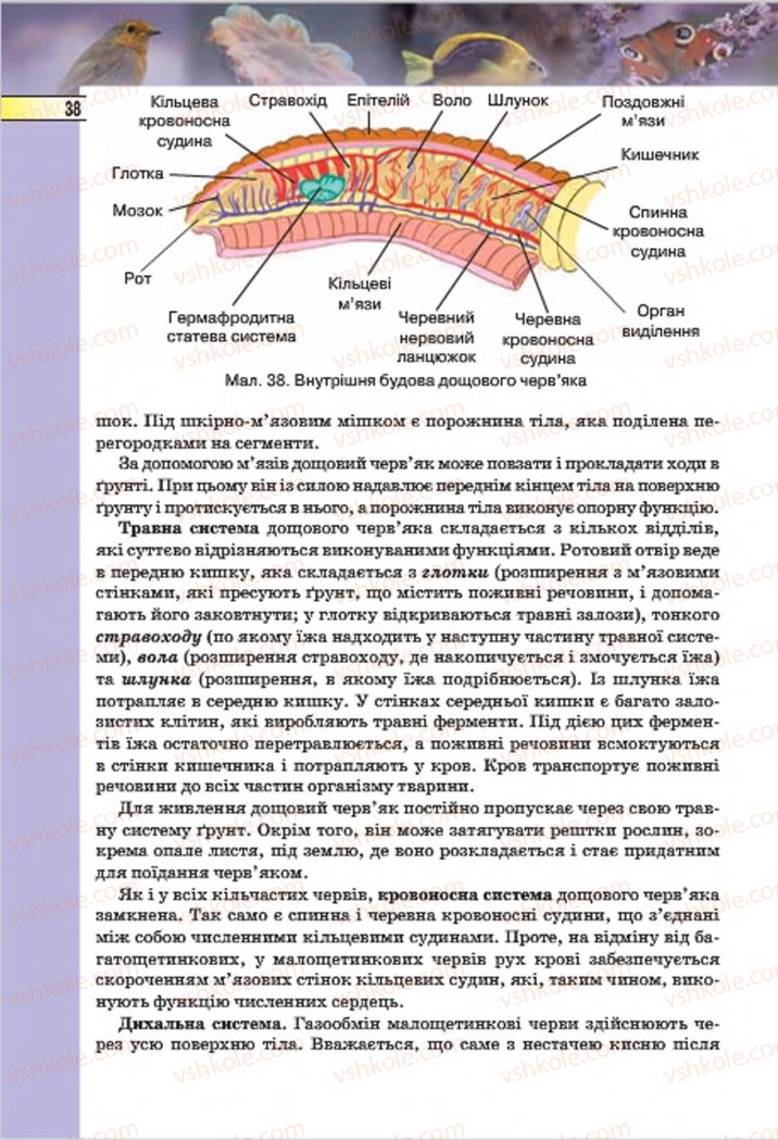 Страница 38 | Підручник Біологія 7 клас І.Ю. Костіков, С.О. Волгін, В.В. Додь 2015
