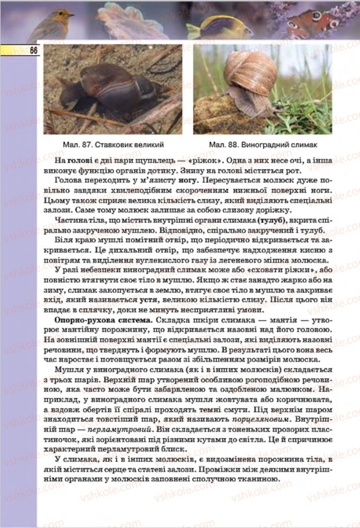 Страница 66 | Підручник Біологія 7 клас І.Ю. Костіков, С.О. Волгін, В.В. Додь 2015