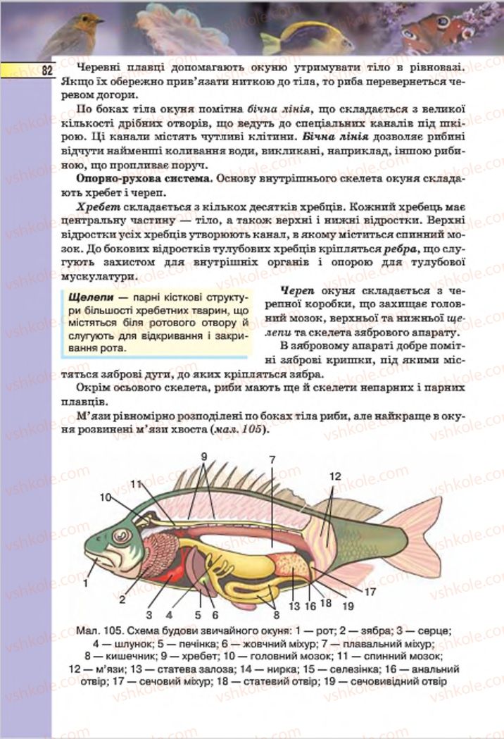 Страница 82 | Підручник Біологія 7 клас І.Ю. Костіков, С.О. Волгін, В.В. Додь 2015