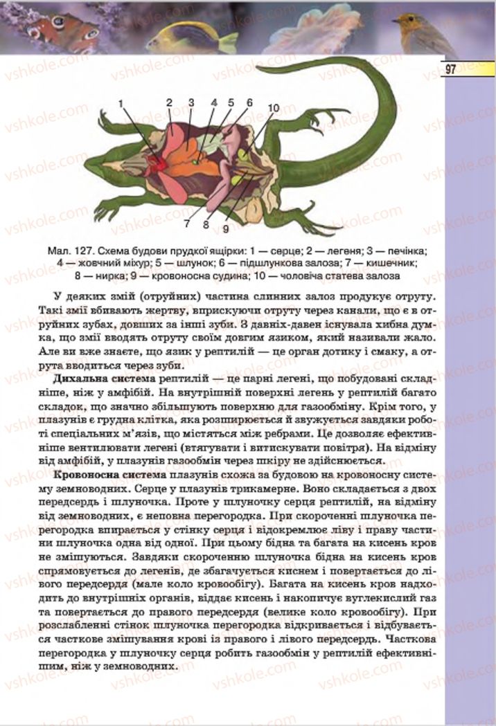 Страница 97 | Підручник Біологія 7 клас І.Ю. Костіков, С.О. Волгін, В.В. Додь 2015