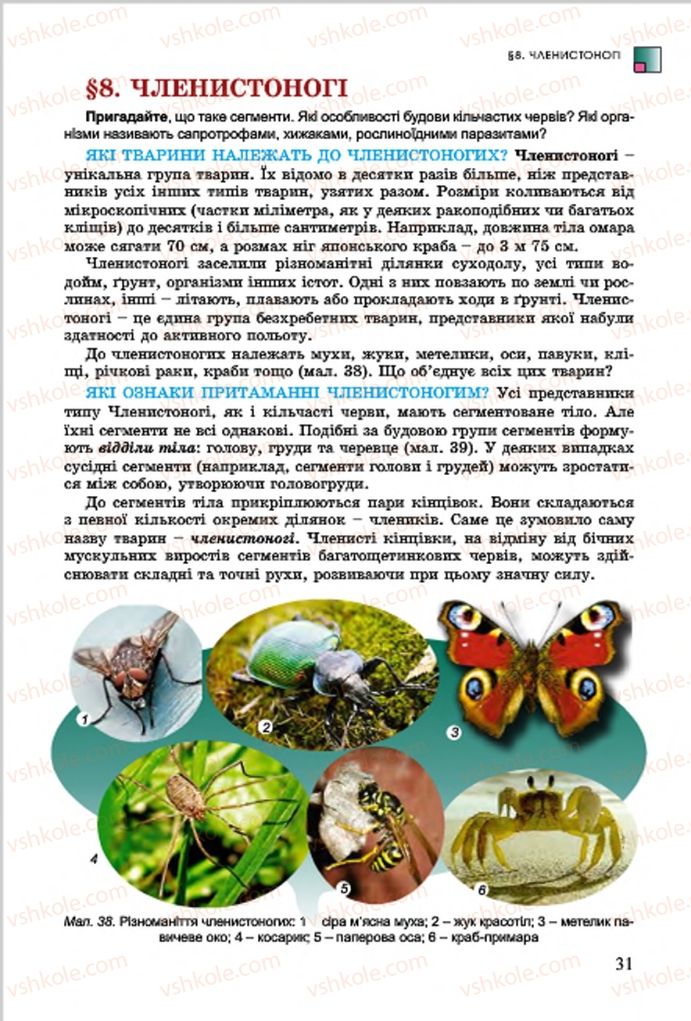 Страница 31 | Підручник Біологія 7 клас  Л.І. Остапченко, П.Г. Балан, В.В. Серебряков 2015