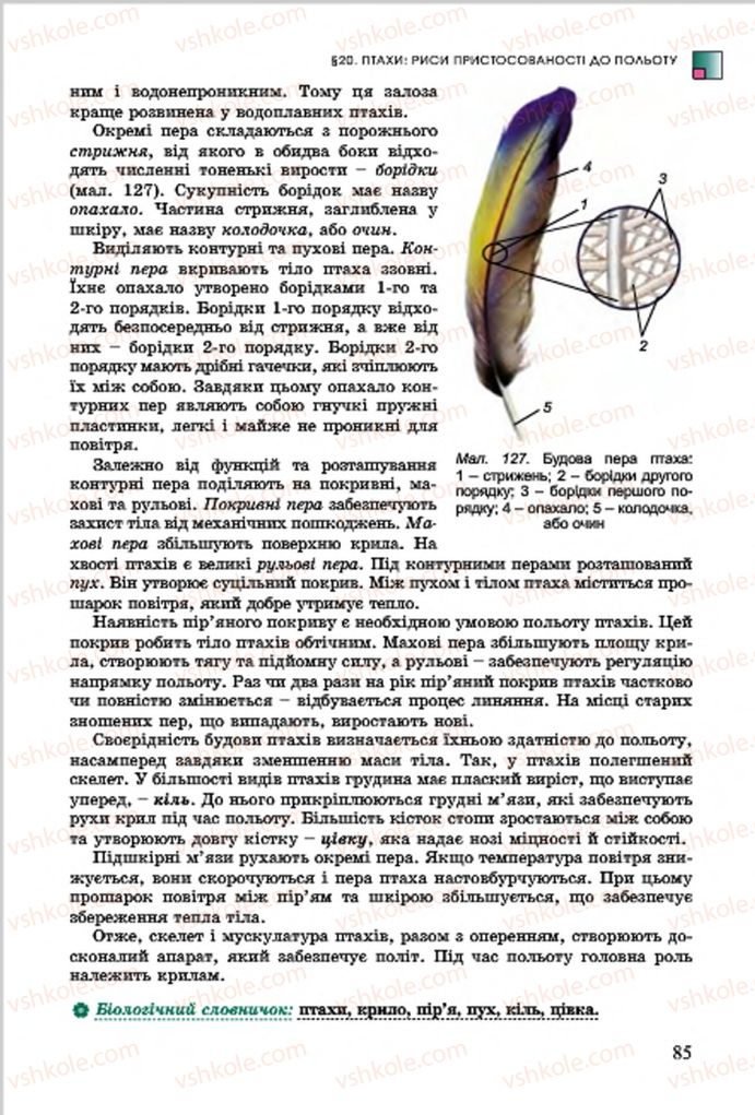 Страница 85 | Підручник Біологія 7 клас  Л.І. Остапченко, П.Г. Балан, В.В. Серебряков 2015