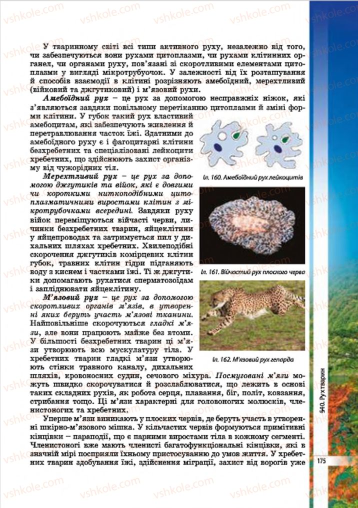 Страница 175 | Підручник Біологія 7 клас В.І. Соболь 2015