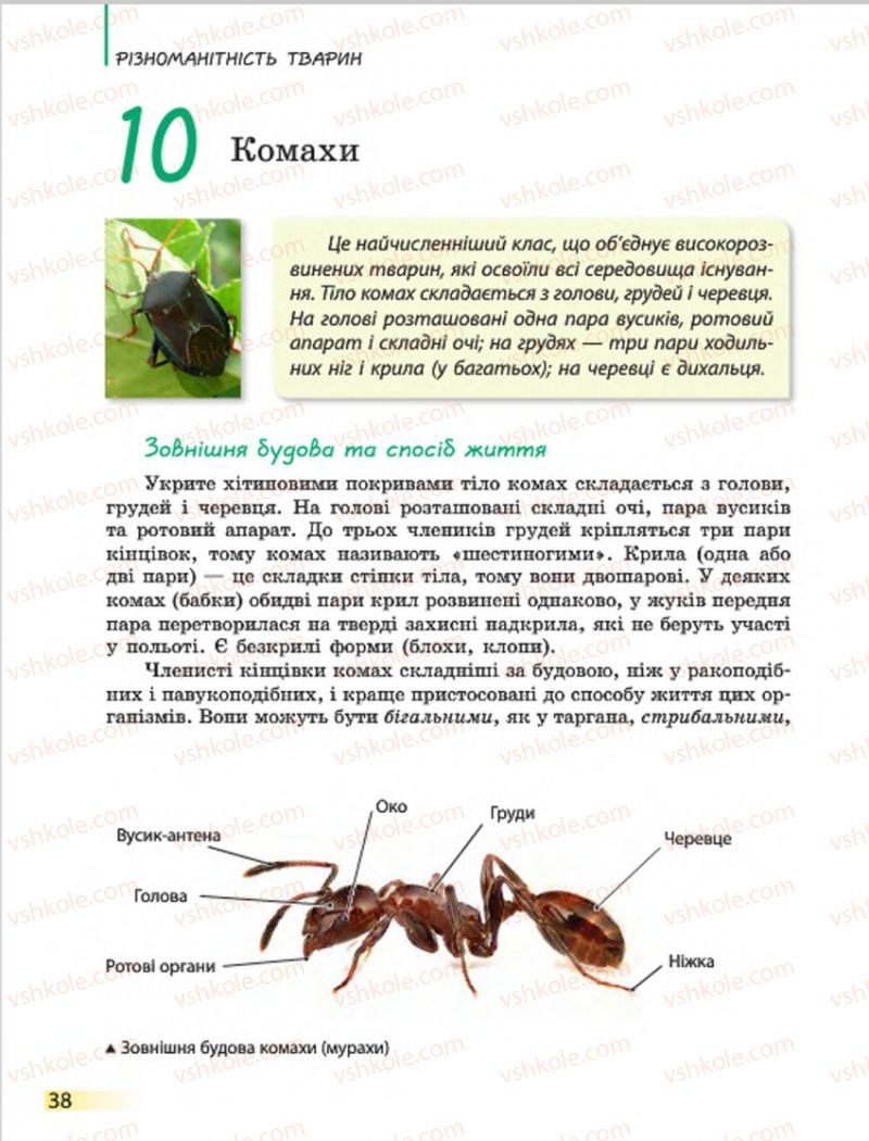 Страница 38 | Підручник Біологія 7 клас Н.В. Запорожець, І.І. Черевань, І.А. Воронцова 2015