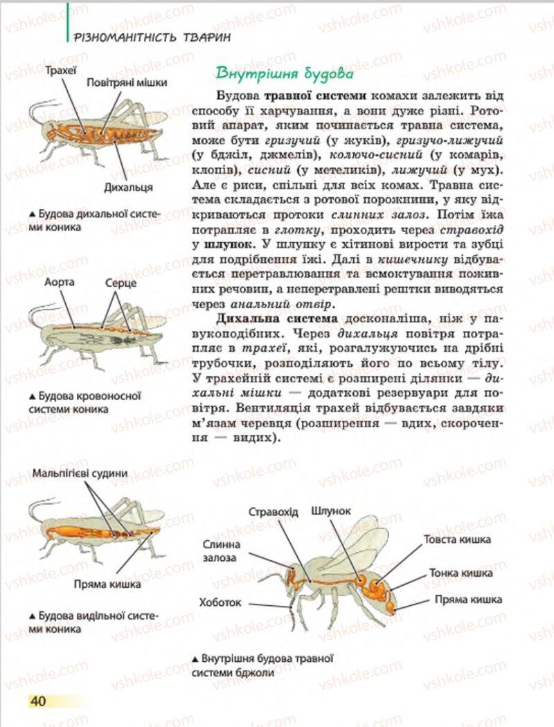 Страница 40 | Підручник Біологія 7 клас Н.В. Запорожець, І.І. Черевань, І.А. Воронцова 2015