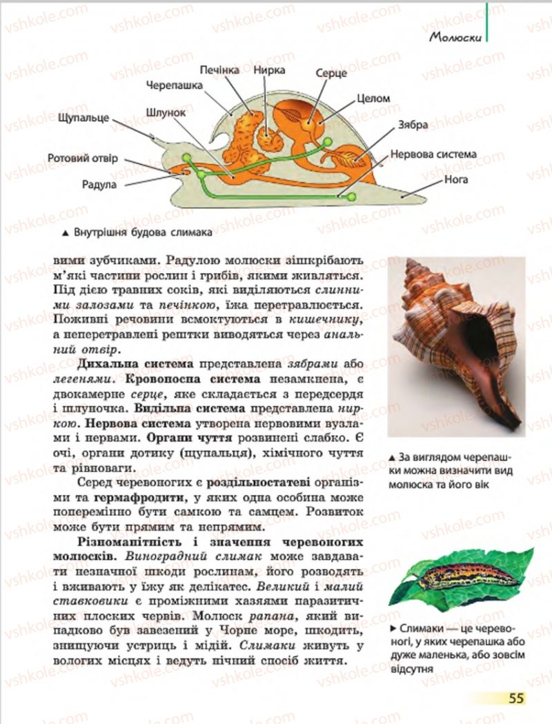 Страница 55 | Підручник Біологія 7 клас Н.В. Запорожець, І.І. Черевань, І.А. Воронцова 2015