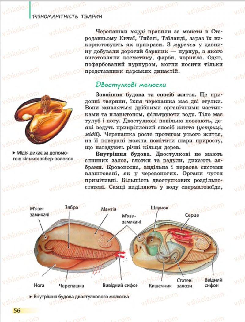 Страница 56 | Підручник Біологія 7 клас Н.В. Запорожець, І.І. Черевань, І.А. Воронцова 2015