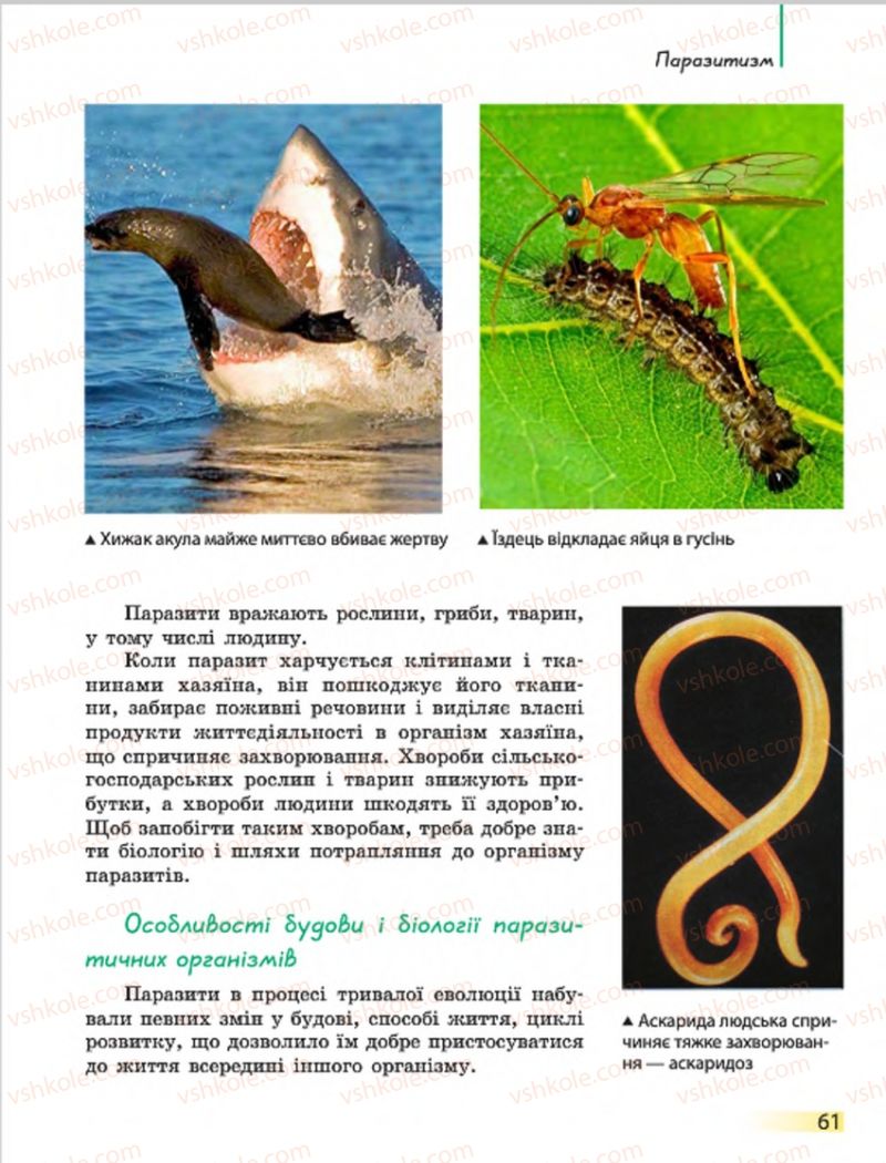 Страница 61 | Підручник Біологія 7 клас Н.В. Запорожець, І.І. Черевань, І.А. Воронцова 2015