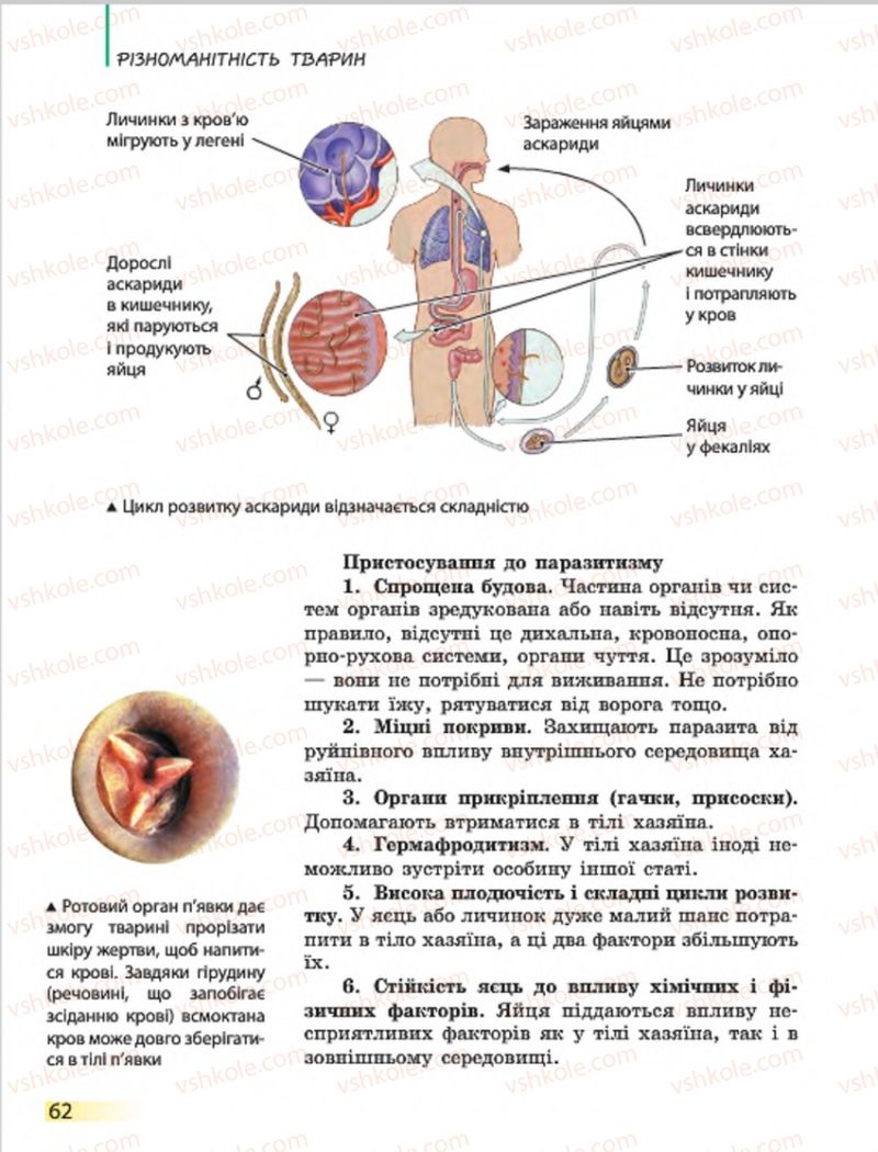 Страница 62 | Підручник Біологія 7 клас Н.В. Запорожець, І.І. Черевань, І.А. Воронцова 2015