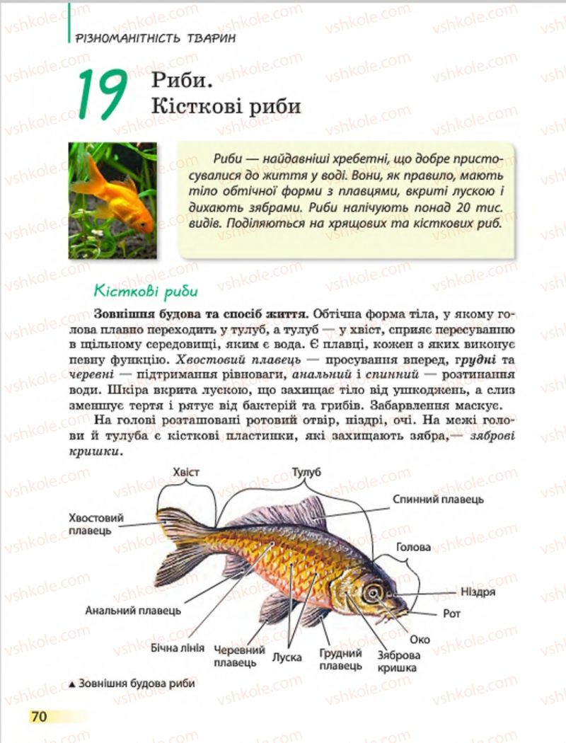Страница 70 | Підручник Біологія 7 клас Н.В. Запорожець, І.І. Черевань, І.А. Воронцова 2015