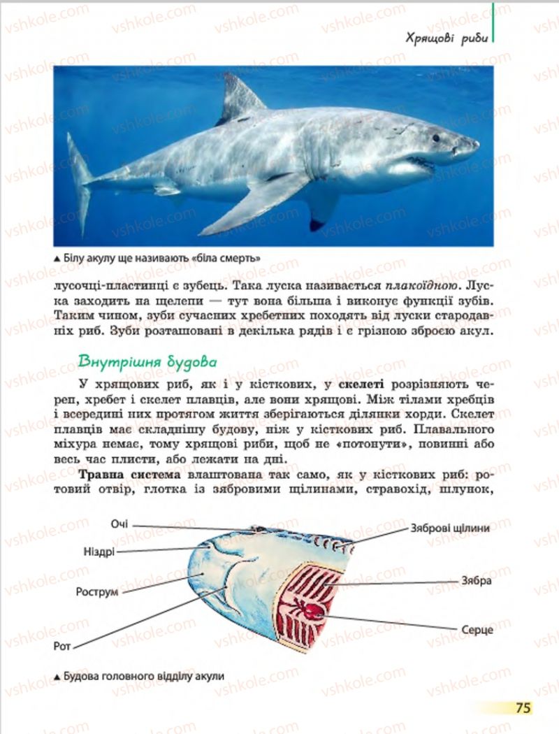 Страница 75 | Підручник Біологія 7 клас Н.В. Запорожець, І.І. Черевань, І.А. Воронцова 2015