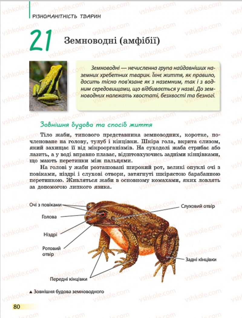 Страница 80 | Підручник Біологія 7 клас Н.В. Запорожець, І.І. Черевань, І.А. Воронцова 2015