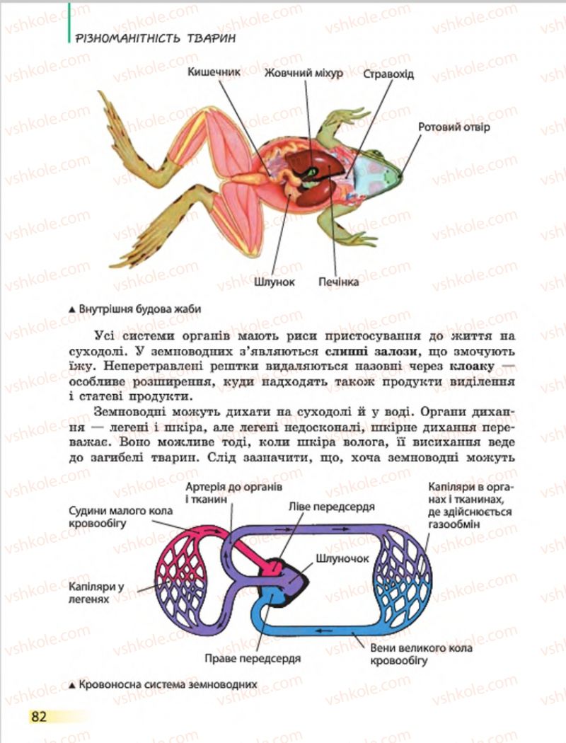 Страница 82 | Підручник Біологія 7 клас Н.В. Запорожець, І.І. Черевань, І.А. Воронцова 2015