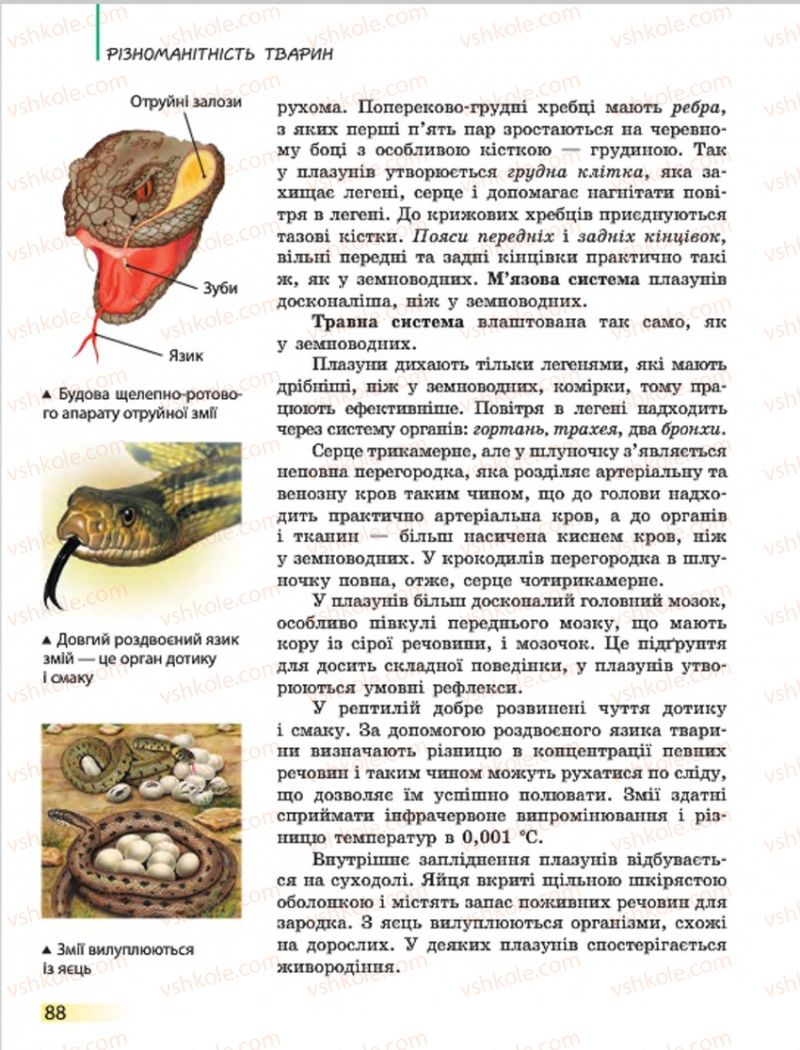 Страница 88 | Підручник Біологія 7 клас Н.В. Запорожець, І.І. Черевань, І.А. Воронцова 2015