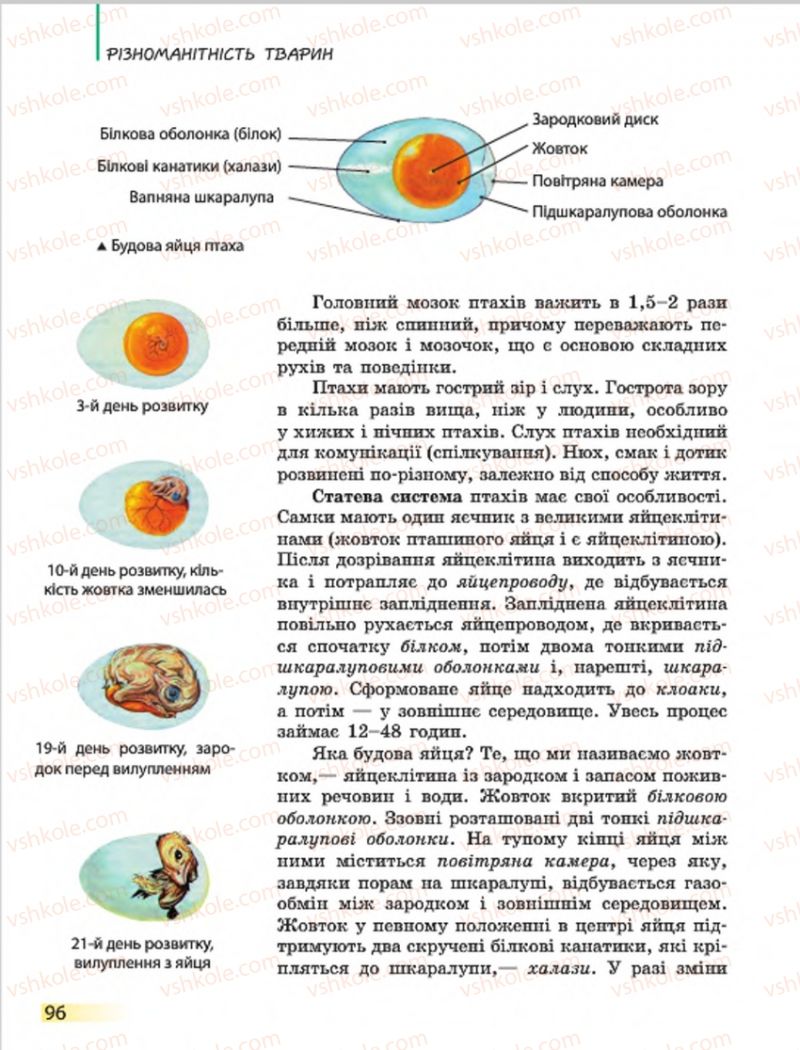 Страница 96 | Підручник Біологія 7 клас Н.В. Запорожець, І.І. Черевань, І.А. Воронцова 2015