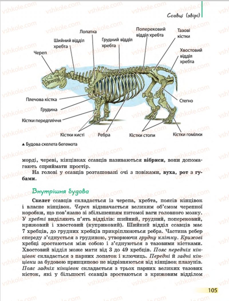 Страница 105 | Підручник Біологія 7 клас Н.В. Запорожець, І.І. Черевань, І.А. Воронцова 2015