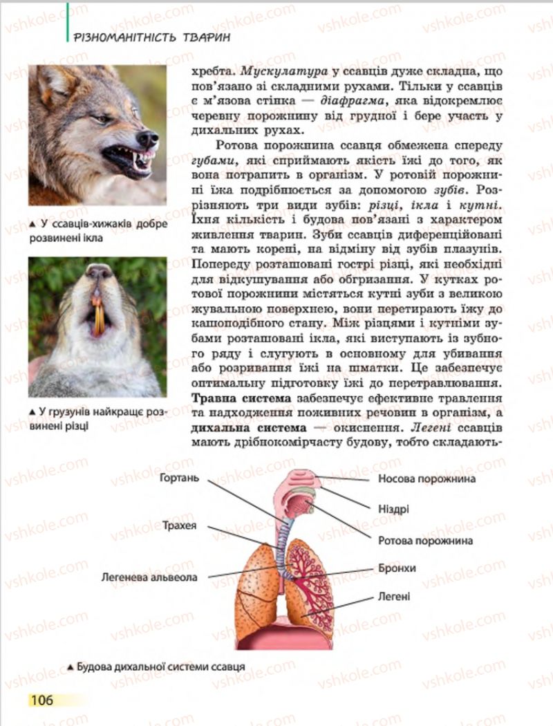 Страница 106 | Підручник Біологія 7 клас Н.В. Запорожець, І.І. Черевань, І.А. Воронцова 2015