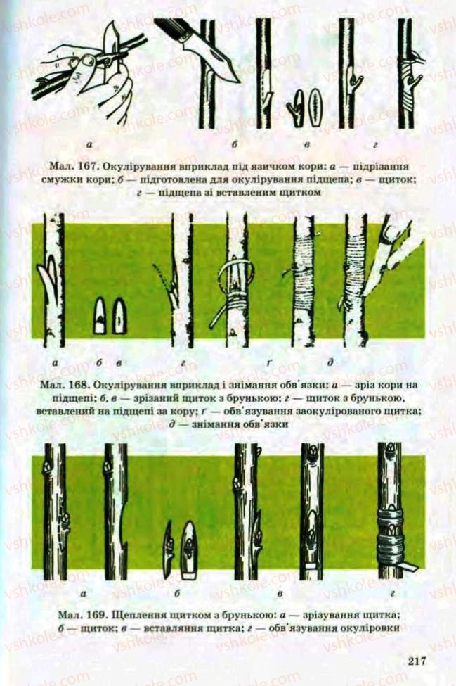 Страница 217 | Підручник Трудове навчання 8 клас Т.С. Мачача, Л.I. Денисенко, О.П. Гнеденко 2008 Обслуговуючі види праці