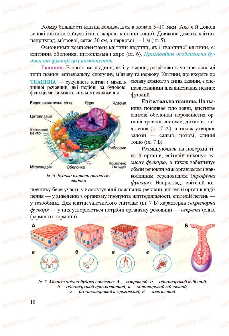 Страница 10 | Підручник Біологія 8 клас Н.Й. Міщук, Г.Я. Жирська, А.В. Степанюк, Л.С. Барна 2016