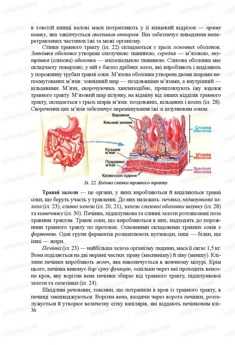 Страница 36 | Підручник Біологія 8 клас Н.Й. Міщук, Г.Я. Жирська, А.В. Степанюк, Л.С. Барна 2016