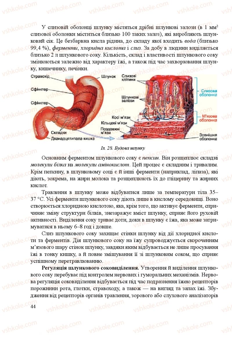 Страница 44 | Підручник Біологія 8 клас Н.Й. Міщук, Г.Я. Жирська, А.В. Степанюк, Л.С. Барна 2016