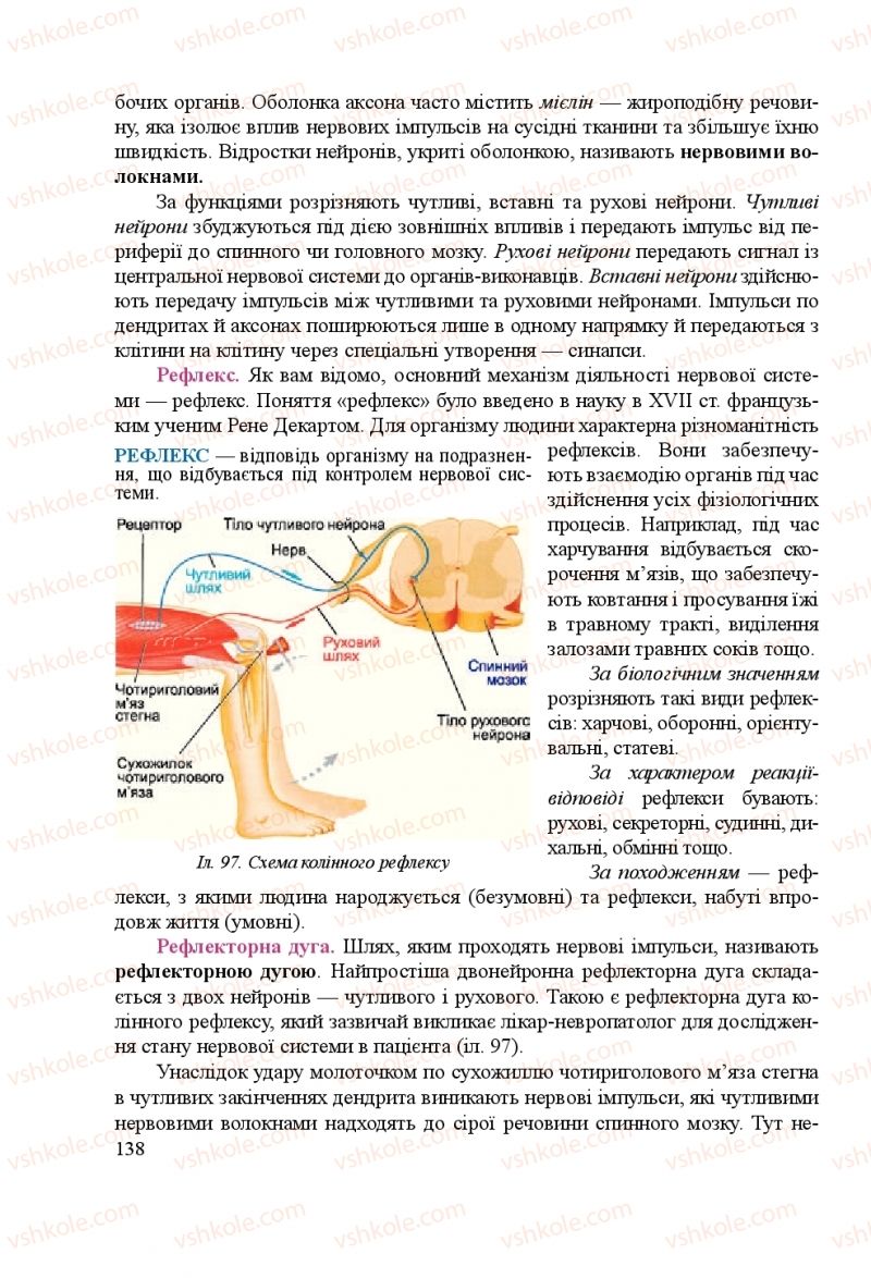 Страница 138 | Підручник Біологія 8 клас Н.Й. Міщук, Г.Я. Жирська, А.В. Степанюк, Л.С. Барна 2016