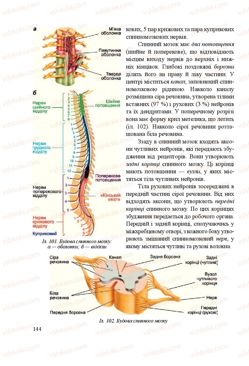 Страница 144 | Підручник Біологія 8 клас Н.Й. Міщук, Г.Я. Жирська, А.В. Степанюк, Л.С. Барна 2016